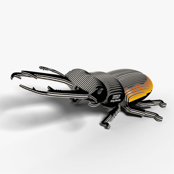 114 Coléoptère Lucanidae