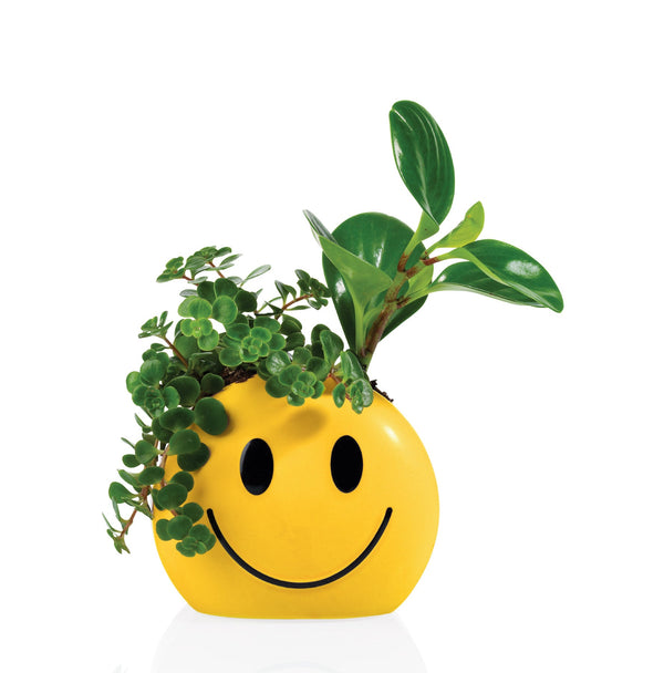 Pot Mood Sunshine – Bitten