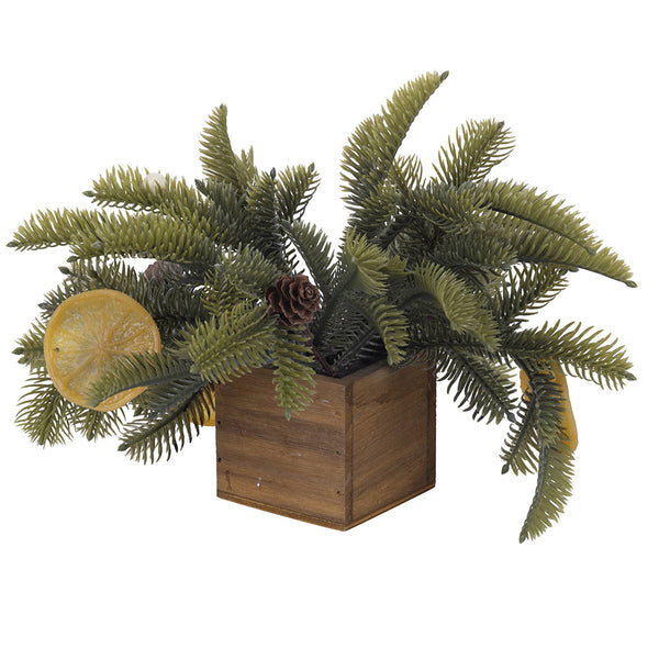 LEMON PLANT H.16 CM - 2188199