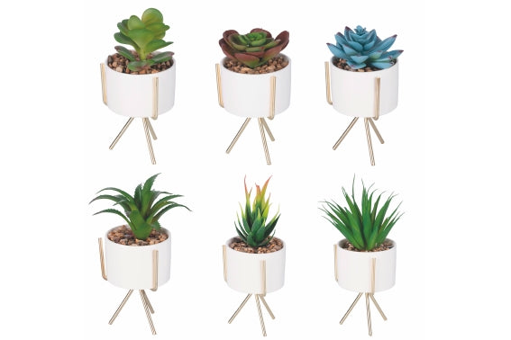 SUCCULENT SEEDLING WITH GOLD STAND H. 17CM 6 ASST - 2188530