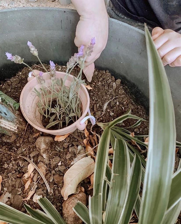 Maceta de plántula de rosa vieja Pelle