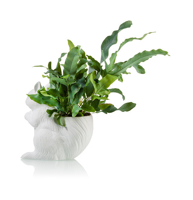 Pot de Fleur Écureuil