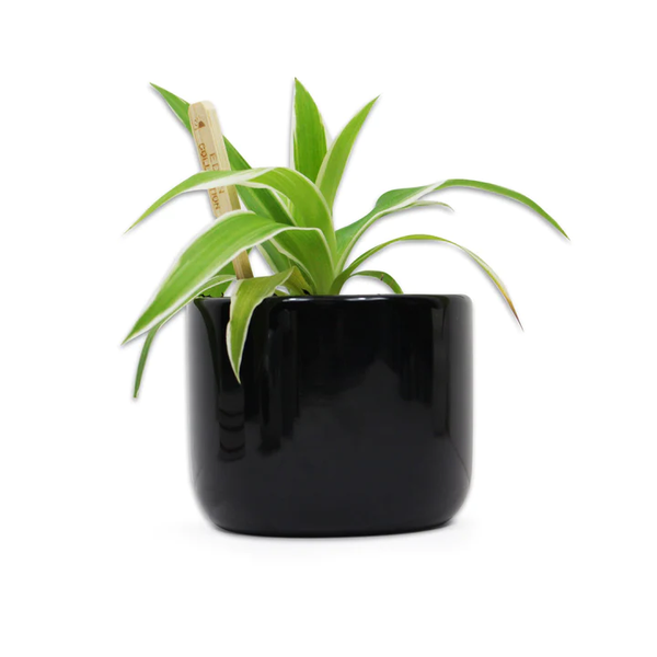 Jurassic Park plantenpot - Logo