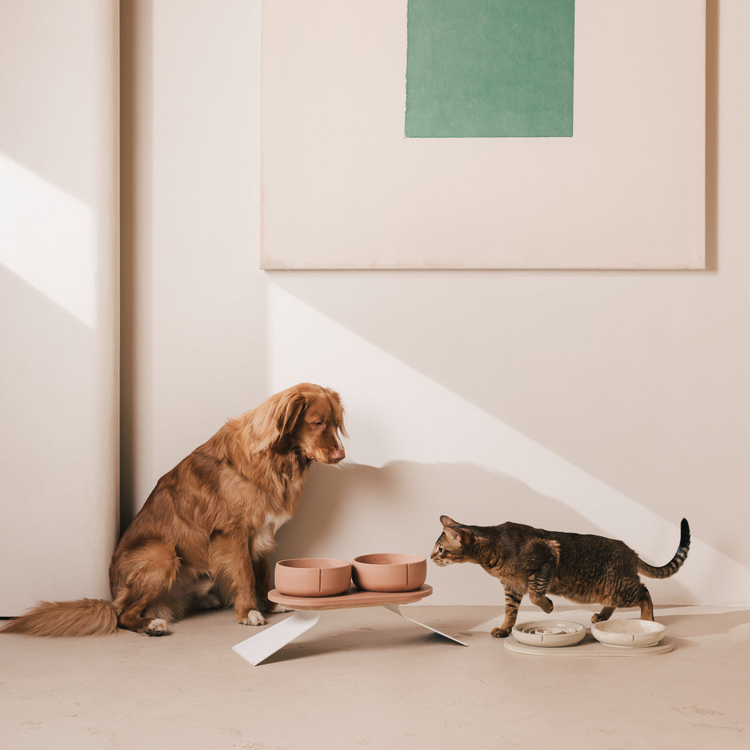 Slow Feeder Bowl for Cats – product view 19