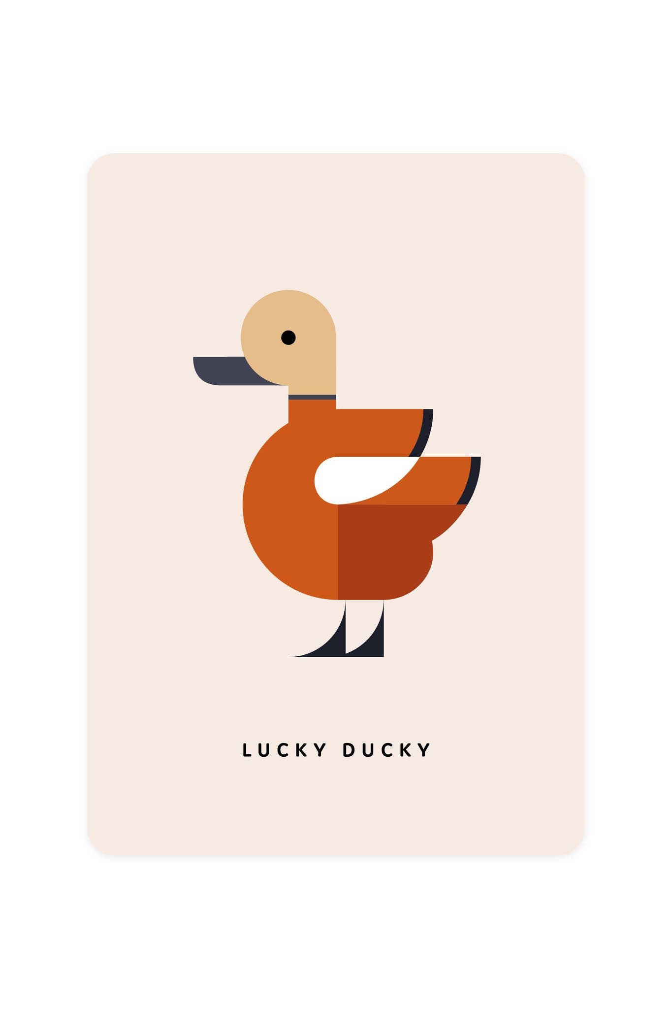 Carte postale avec Ruddy Shelduck
