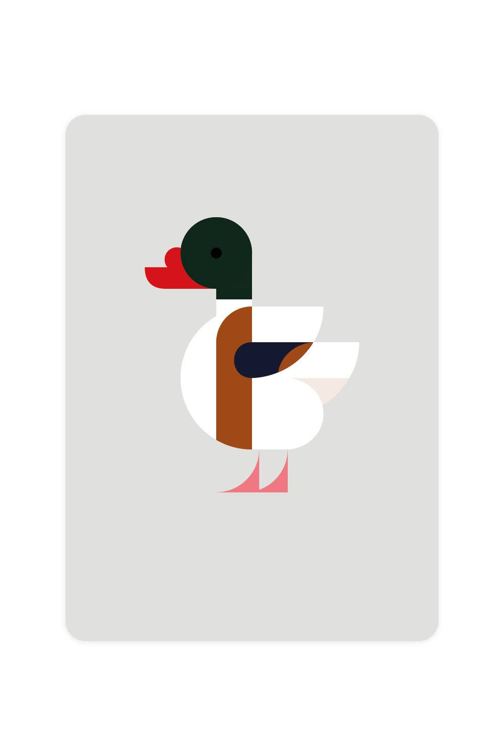 Shelduck postcard