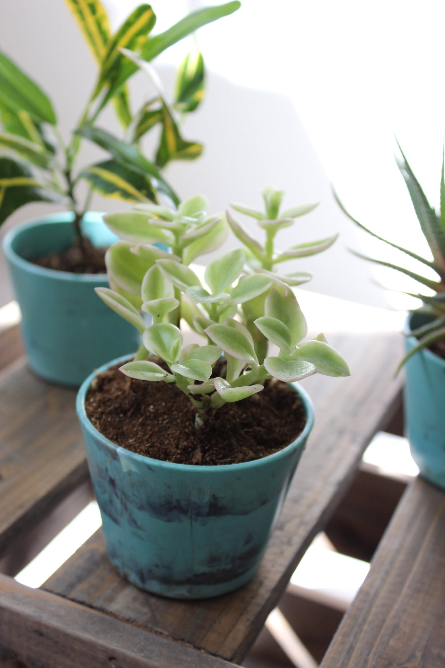 Pequena panela de mármore