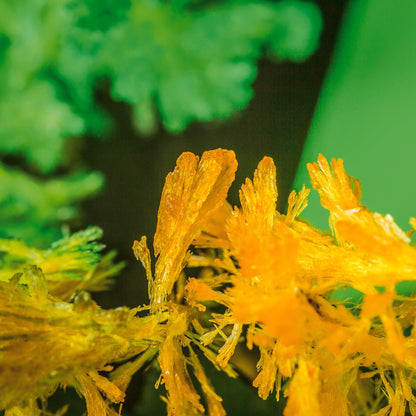 JARDIN MAGIQUE CULTIVANT