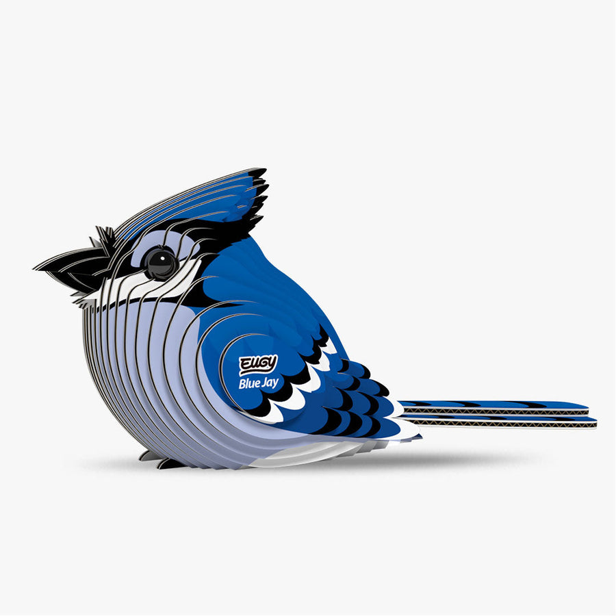 Arrendajo azul