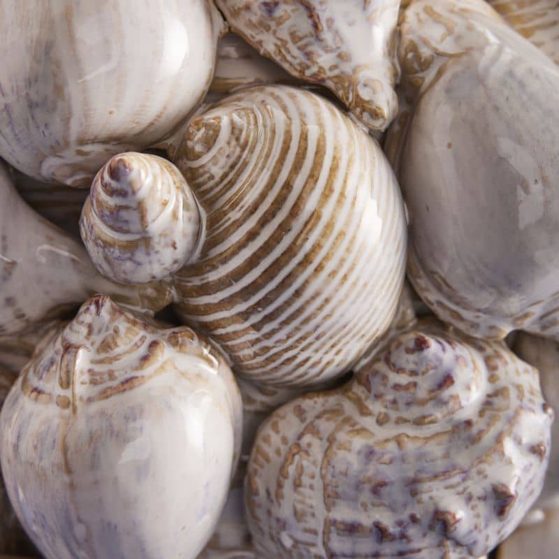 Seashell Vase, Natural Stoneware M