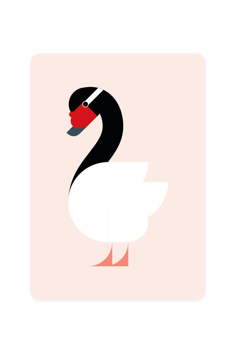 Black-necked swan