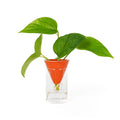 Vaso idroponico a cono arancione