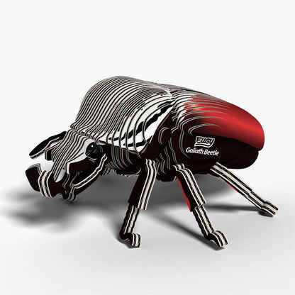 111 Goliath Beetle