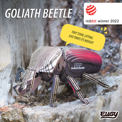 111 Goliath Beetle