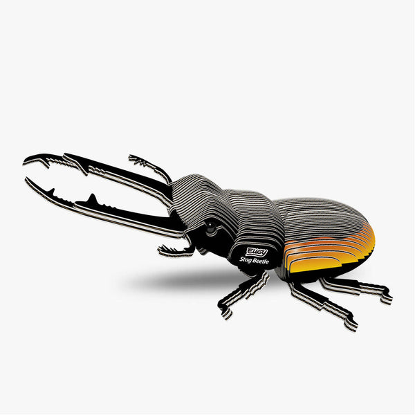 114 Coléoptère Lucanidae
