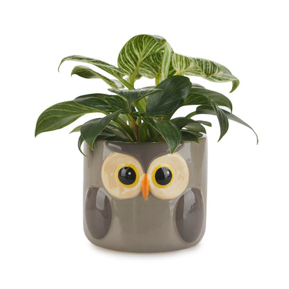 Owl Plant Pot
