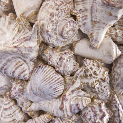 Jarrón de conchas marinas, gres natural L