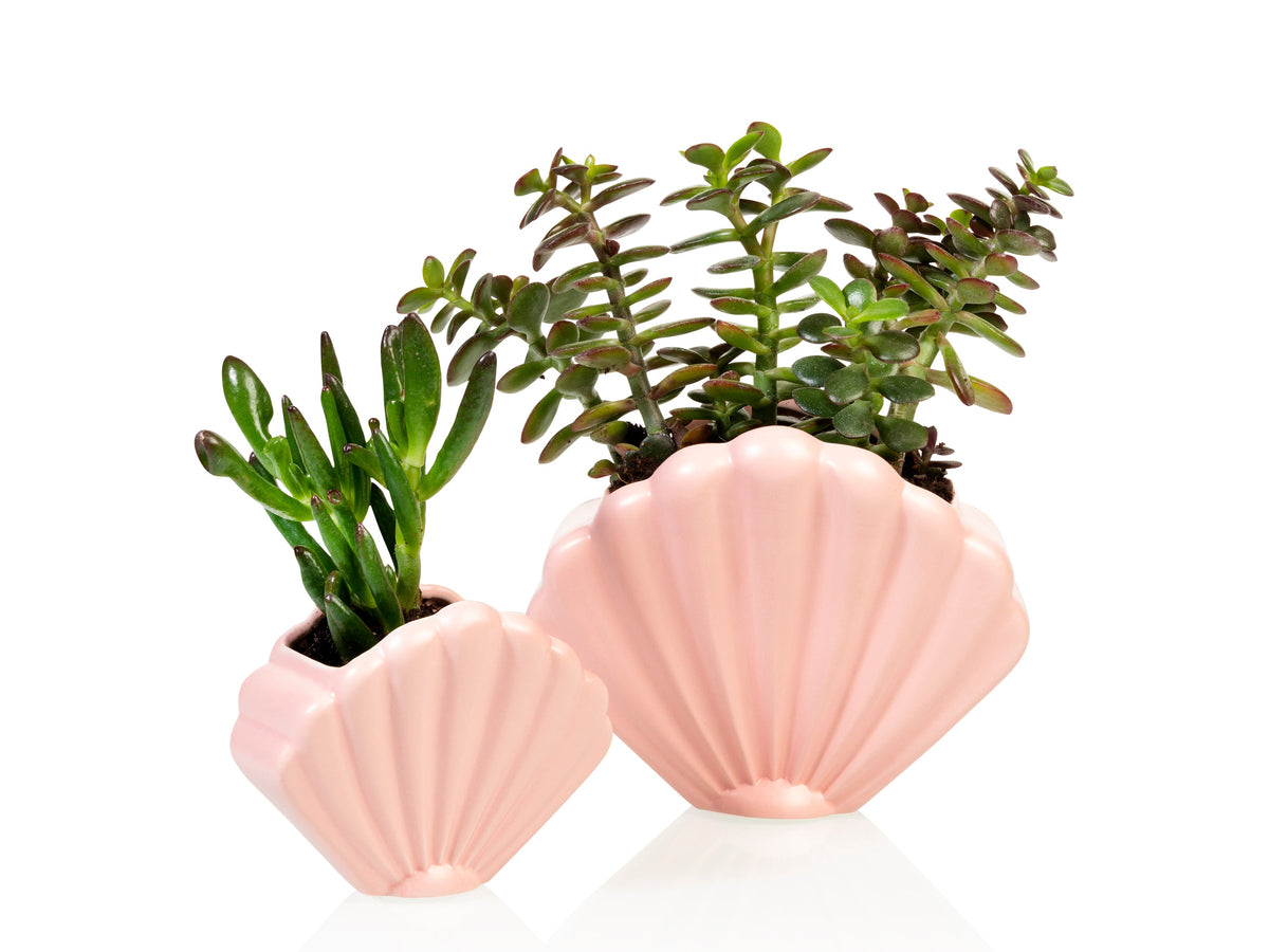 Pot de Fleur Coquillage Rose – Petit