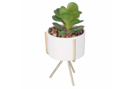 SUCCULENT SEEDLING WITH GOLD STAND H. 17CM 6 ASS - 2188530