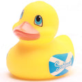 Mini Canard Écosse