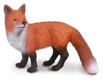 Red fox