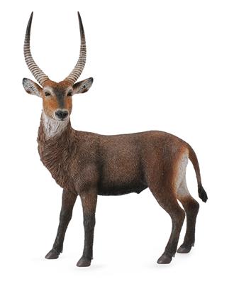 Antelope - (L)