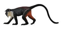 Figura Cercopithèque Diane - (M)