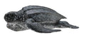 Figuur Tortue Luth - (M)