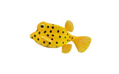 Boxfish