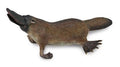 Figurine Ornithorynque - (M)