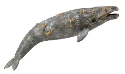 Gray Whale - (XL)