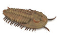 Figura Trilobite Redlichia Rex - (L)