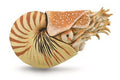 Figura Nautilus Pompilius - (XL)