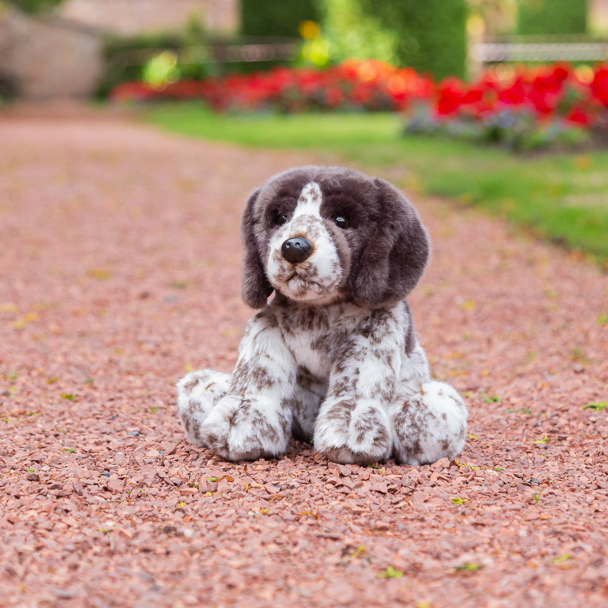 English Pointer