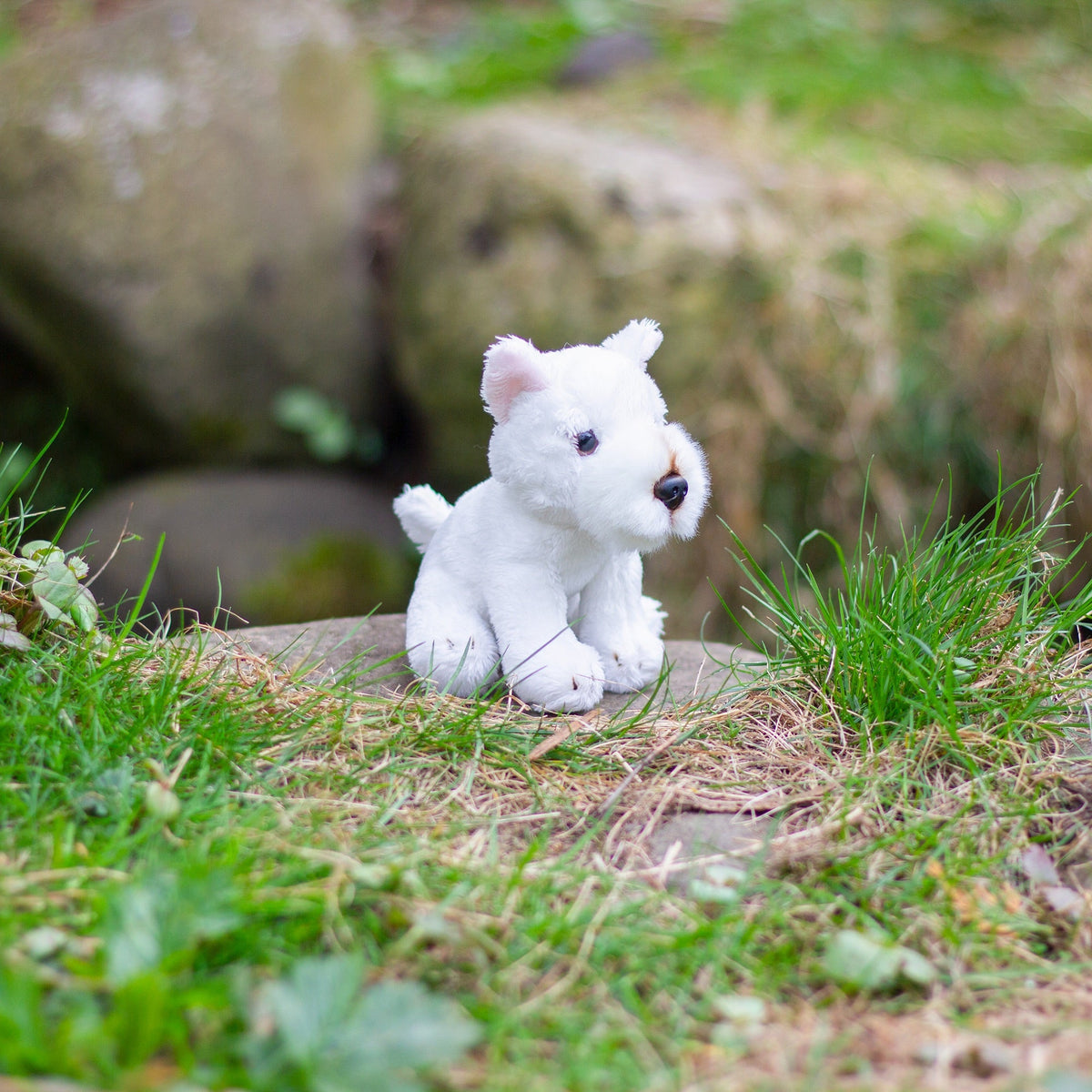 West Highland White Terrier