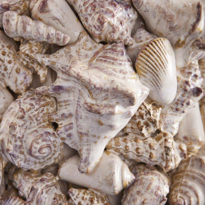 Jarrón de conchas marinas, gres natural L