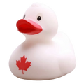Pato do Canadá