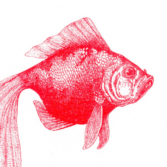 Postal de pez dorado