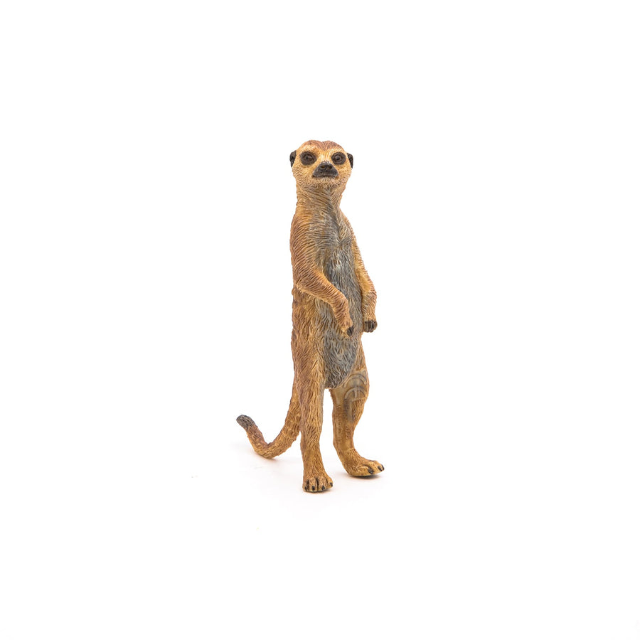 Suricata