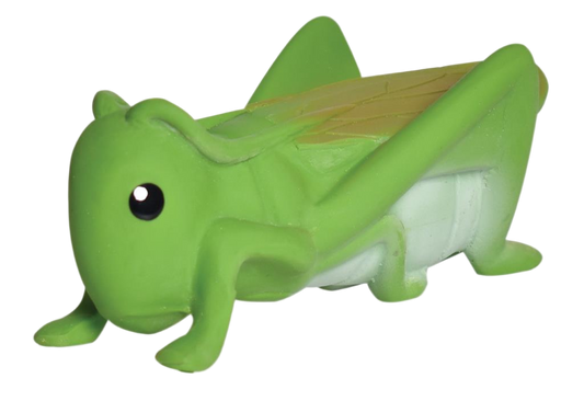 Mi primer insecto saltamontes