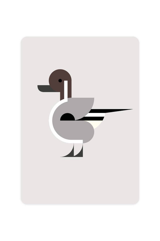 Postal con ánade rabudo