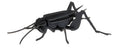 3D Papieren Model - Criquet