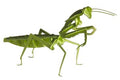 Modelo de Papel 3D - Prince Priant