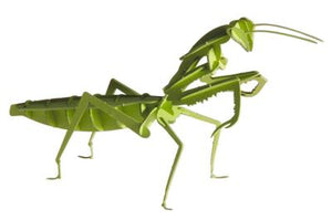 Modelo de Papel 3D - Prince Priant