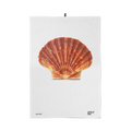 Canovaccio Jacques the Shell