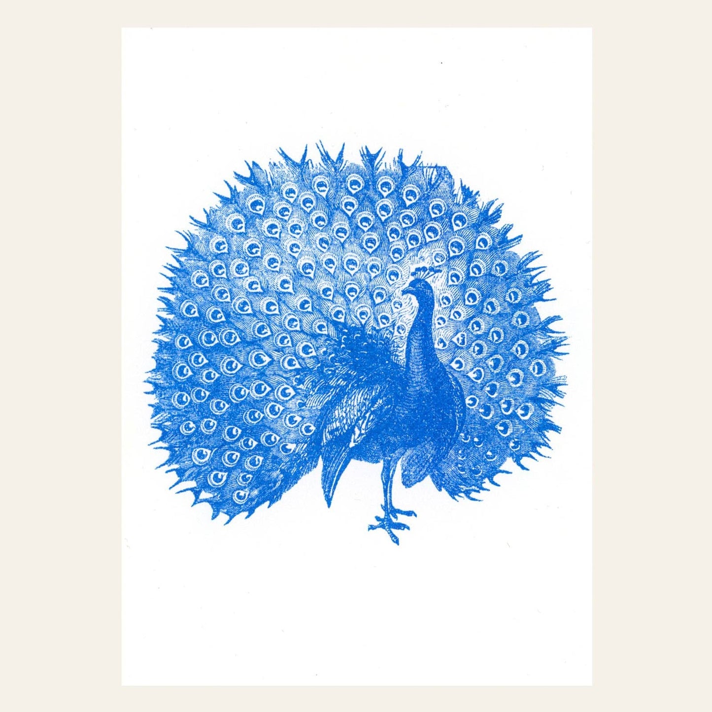 Peacock Postcard