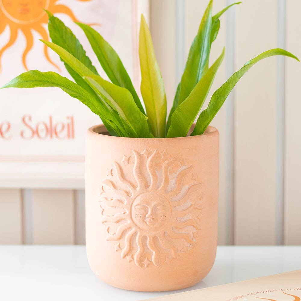 テラコッタの植木鉢　日当たり良好