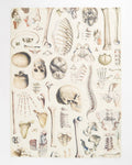 Torchon Osteology