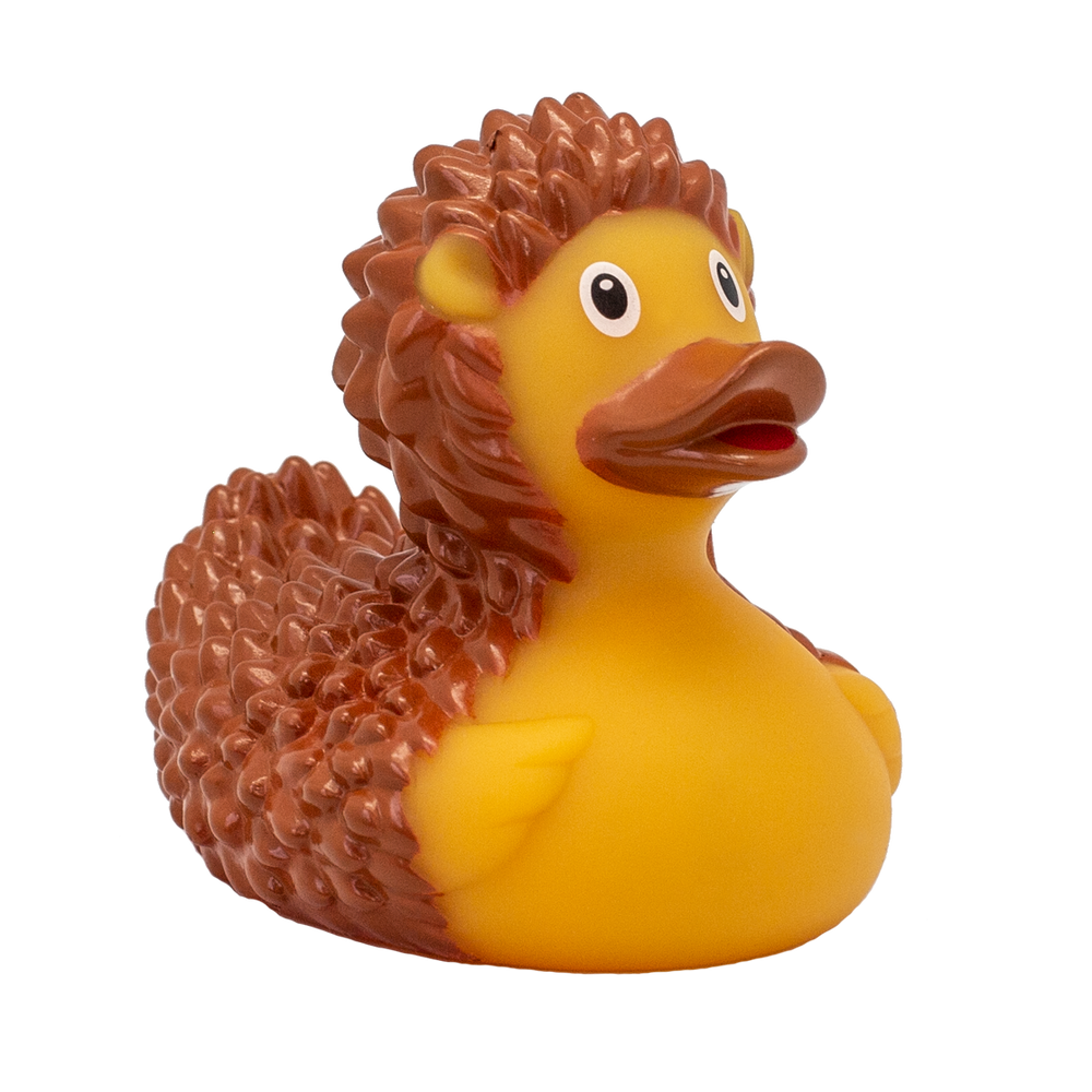 Hedgehog duck