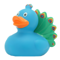 Canard Paon